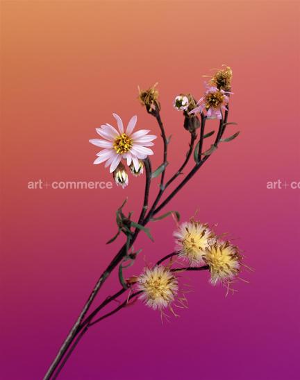 EF-ASTER-TRIPOLIUM-FLORA-OLBIENSIS-22-02-08…