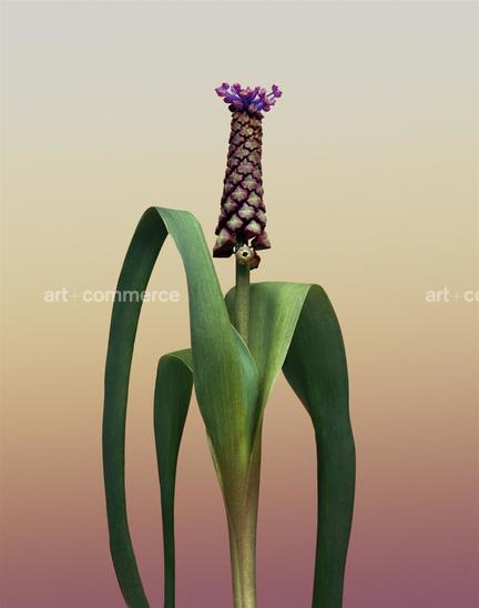 EF-MUSCARI-COMOSUM-2-FLORA-OLBIENSIS-22-0…